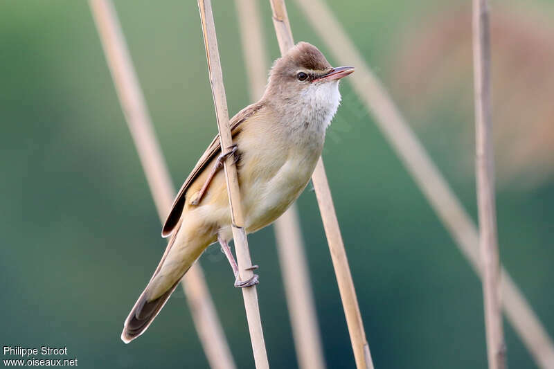 Great Reed Warbleradult breeding, pigmentation