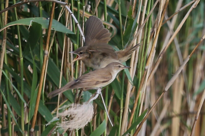 Great Reed Warbler