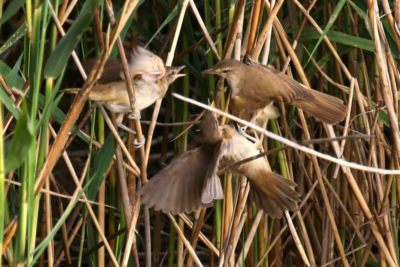 Great Reed Warbler