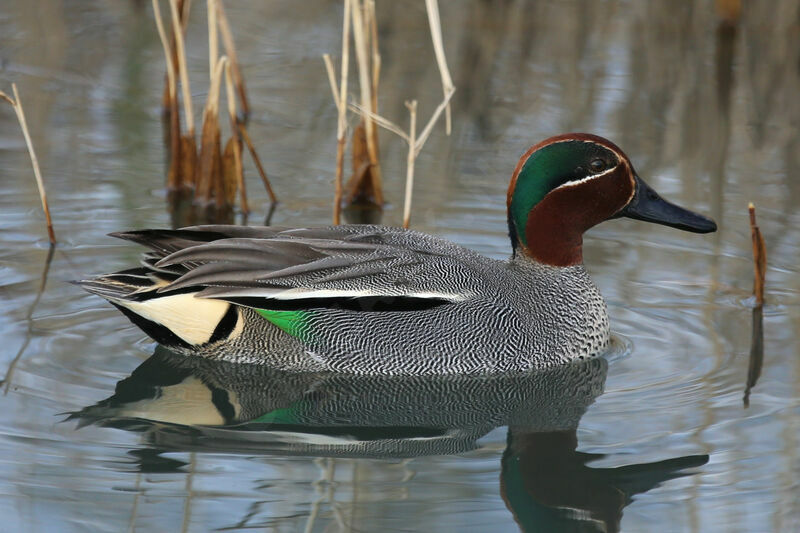 Eurasian Teal