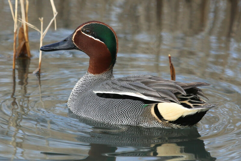 Eurasian Teal