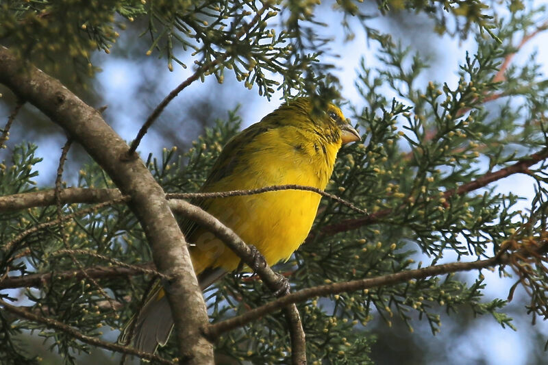 Serin à calotte jaune