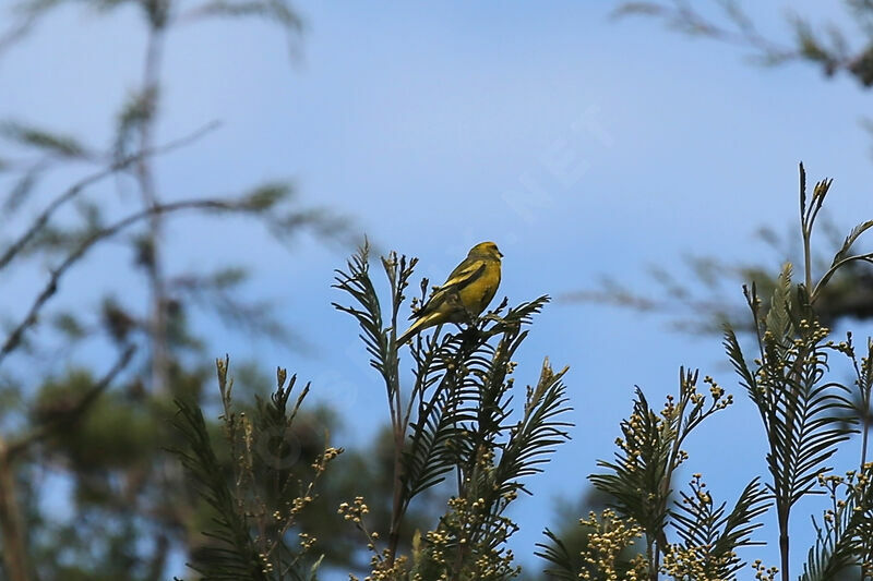 Serin à calotte jaune