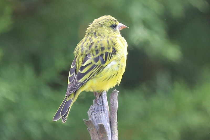 Serin d'Abyssinie