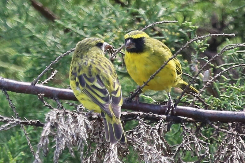 Serin d'Abyssinie