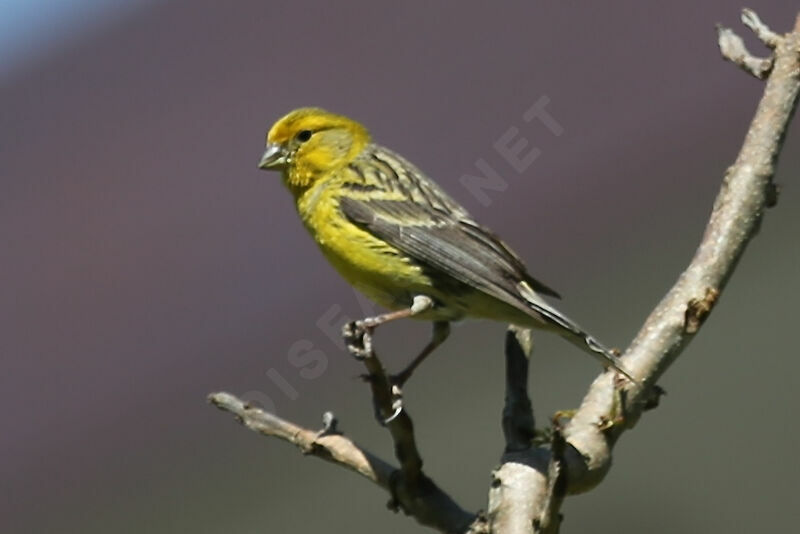 Serin des Canaries