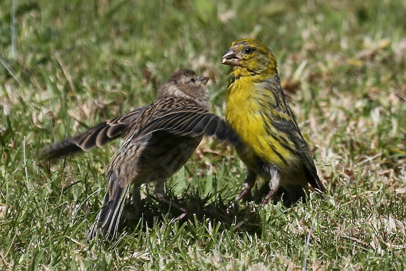 Serin des Canaries