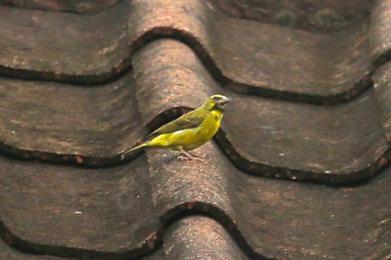 Yellow-fronted Canary