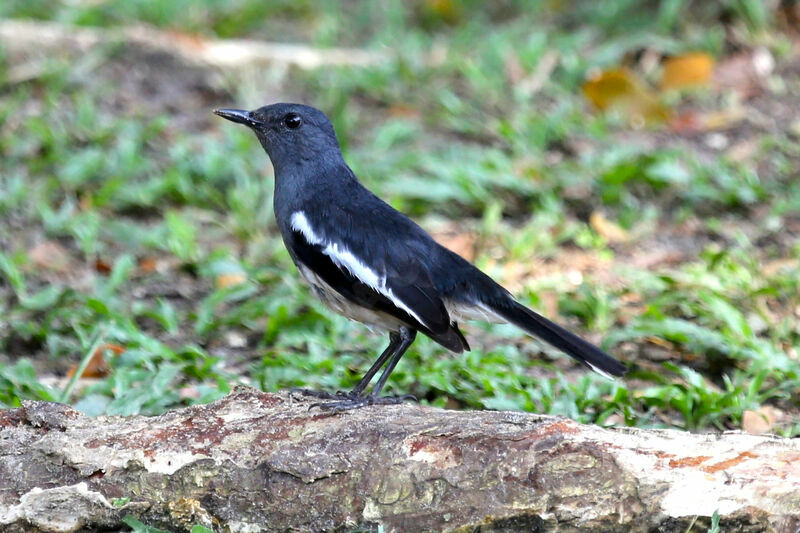 Oriental Magpie-Robin