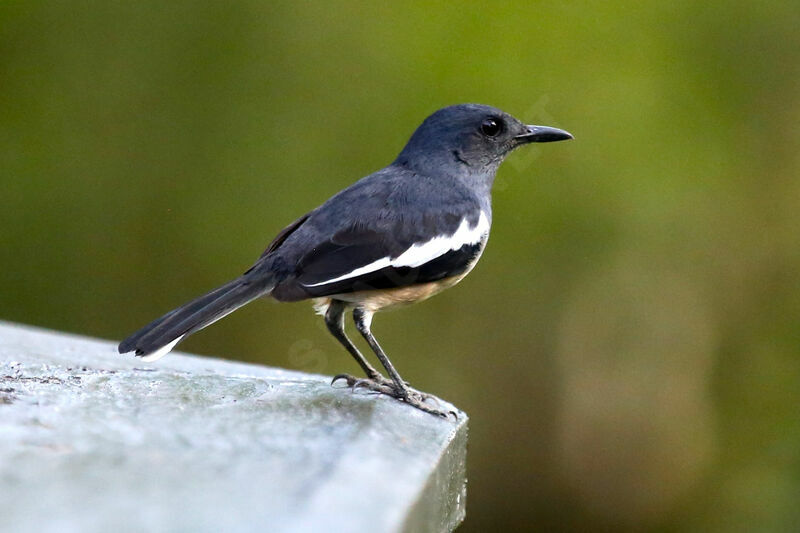 Oriental Magpie-Robin