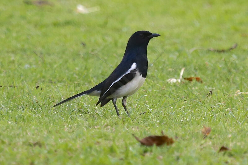 Oriental Magpie-Robin