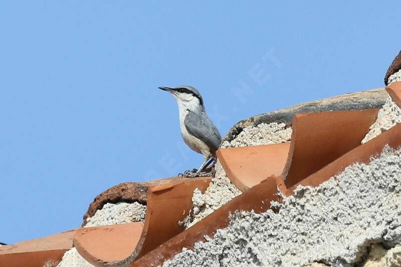 Western Rock Nuthatch