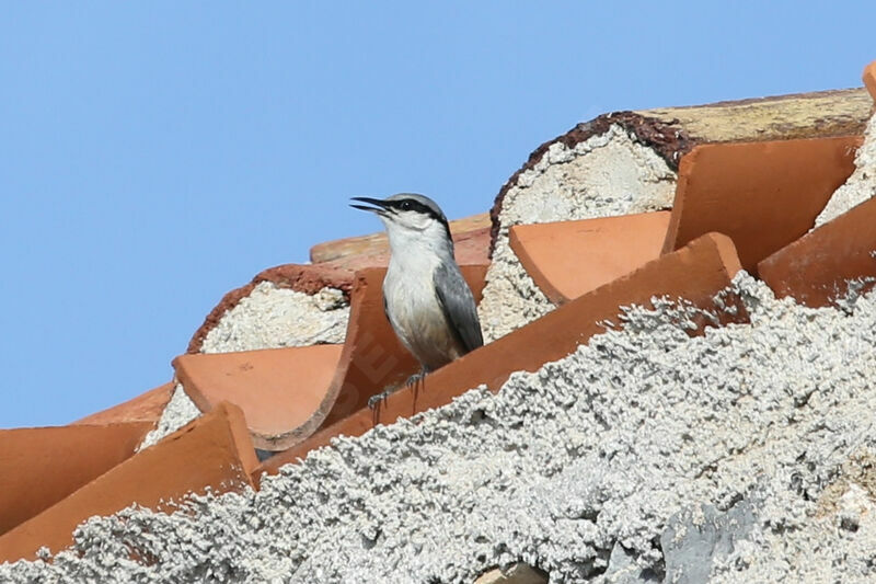 Western Rock Nuthatch