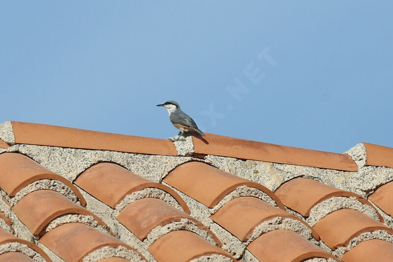 Western Rock Nuthatch