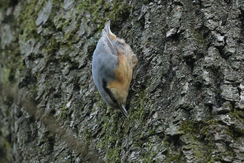 Eurasian Nuthatch