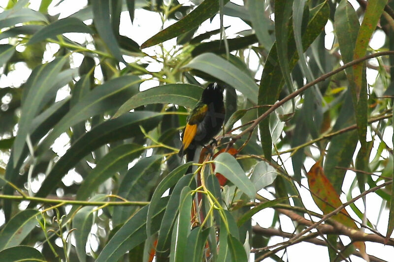 Golden-winged Sunbird