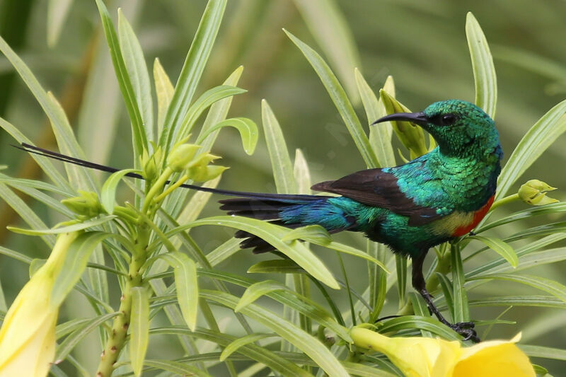 Beautiful Sunbird