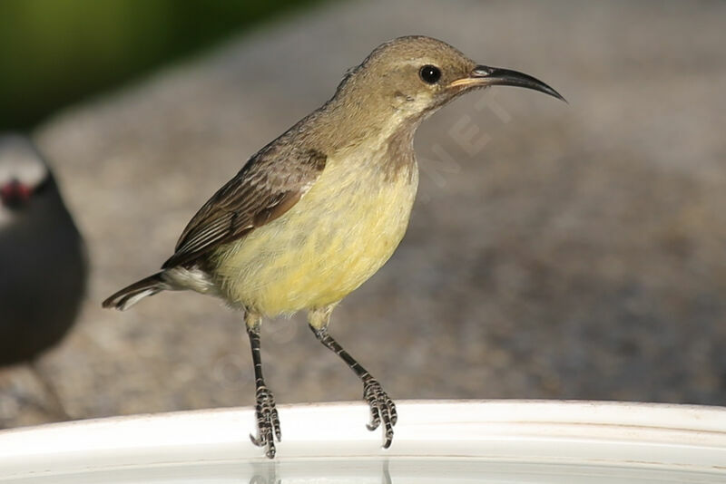 Beautiful Sunbird