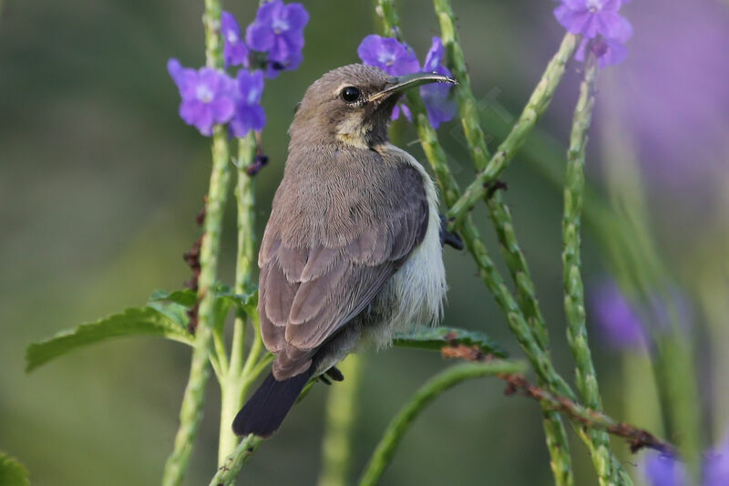 Beautiful Sunbird