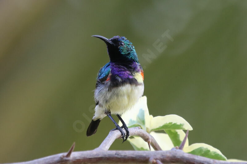 Variable Sunbird