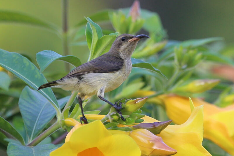 Variable Sunbird