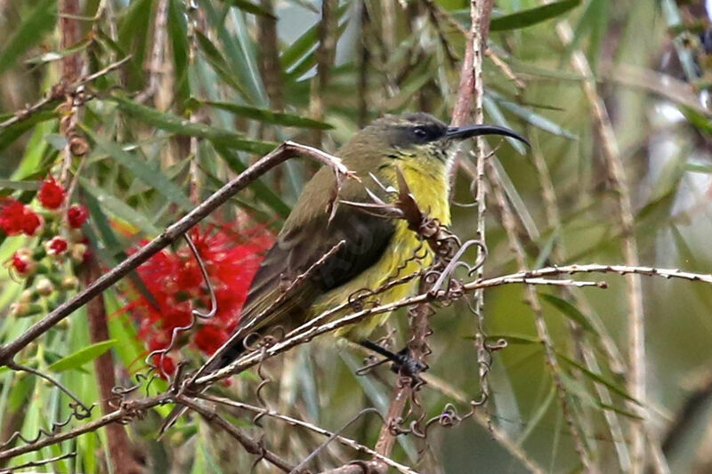 Souimanga bronzé