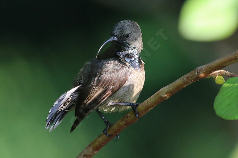 Seychelles Sunbird