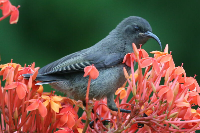 Seychelles Sunbird