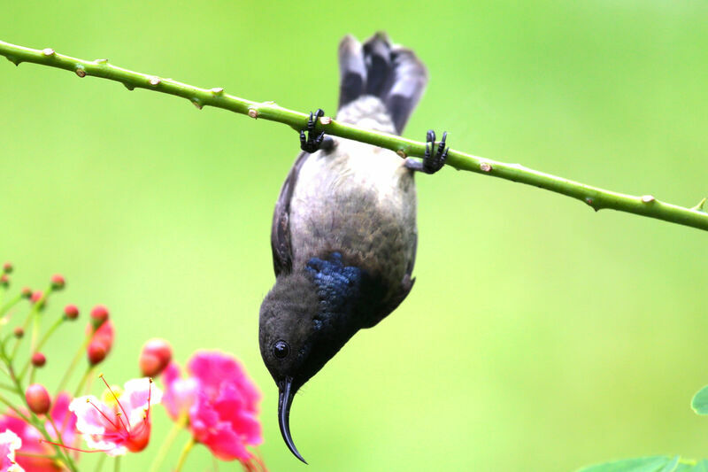 Seychelles Sunbird