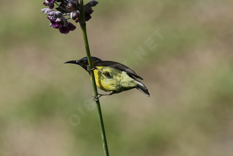 Ornate Sunbird