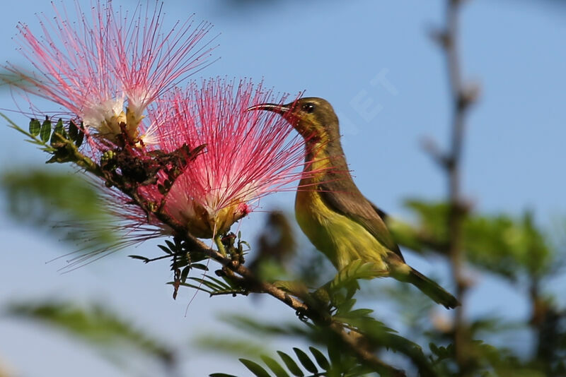 Ornate Sunbird