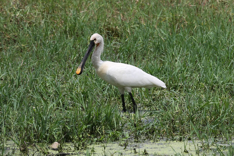 Eurasian Spoonbill