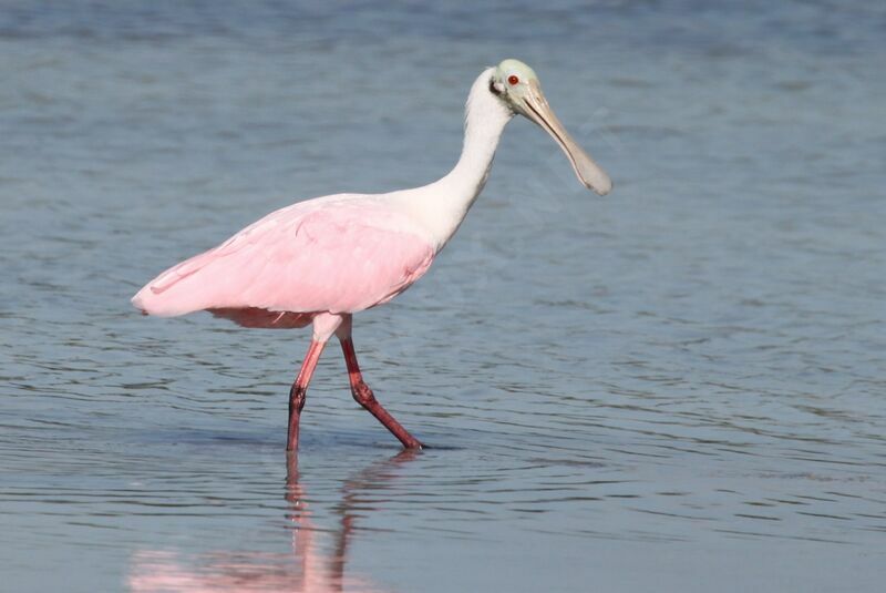 Roseate Spoonbill