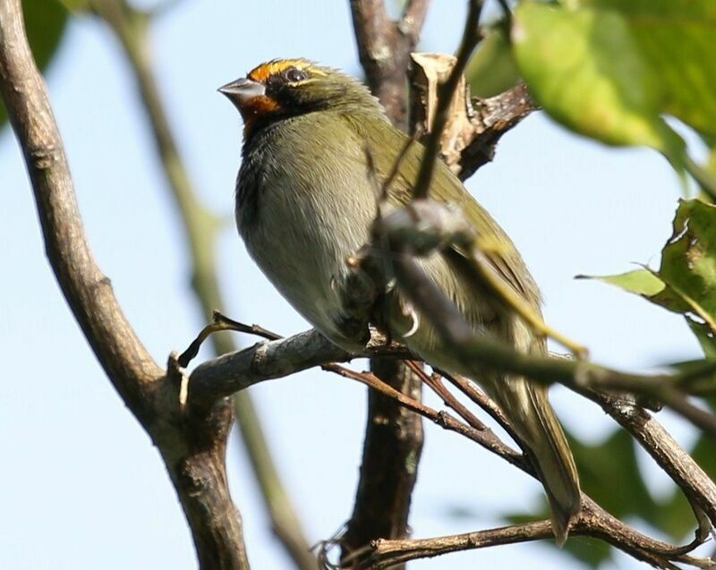 Yellow-faced Grassquit