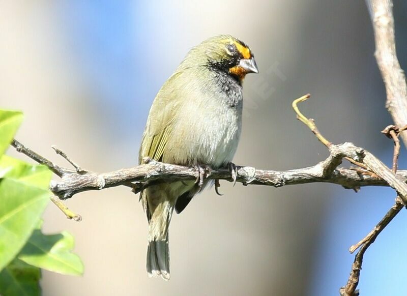 Yellow-faced Grassquit