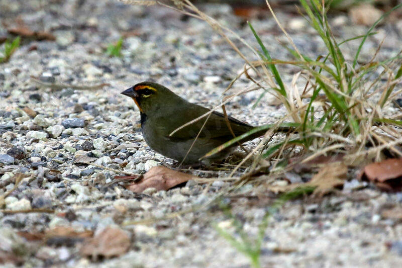 Yellow-faced Grassquit