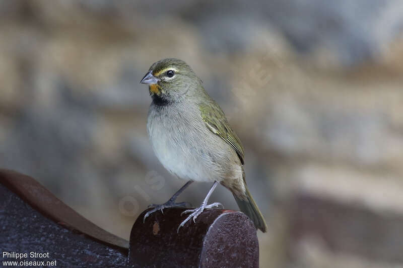 Sporophile grand-chanteur femelle adulte, identification