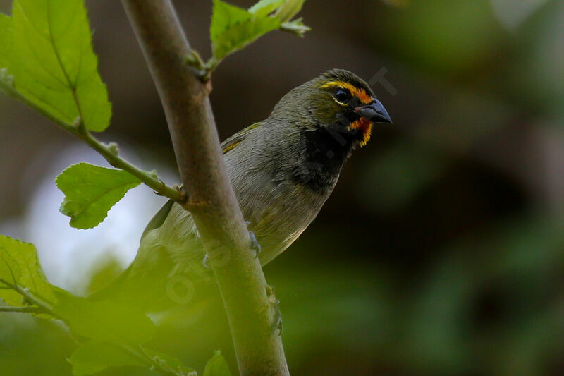 Yellow-faced Grassquit