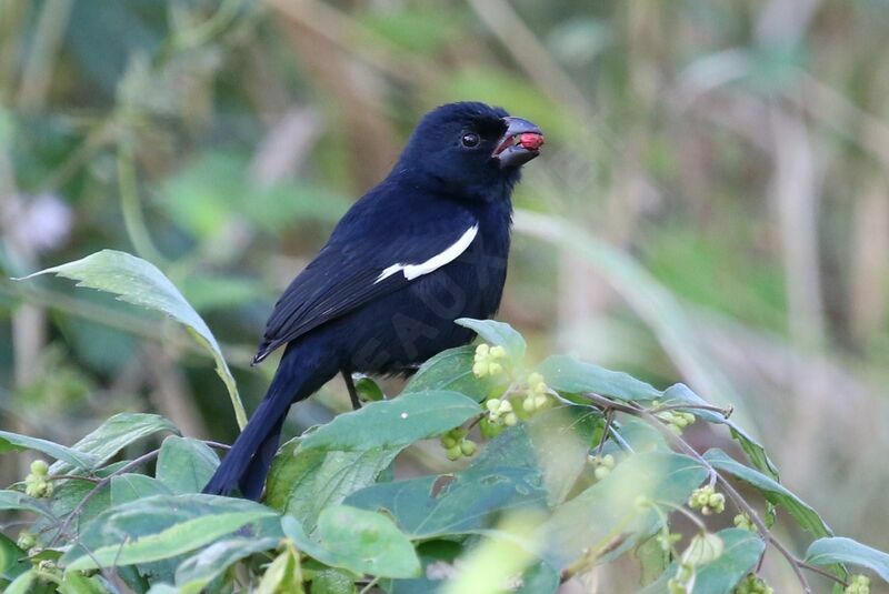 Cuban Bullfinch