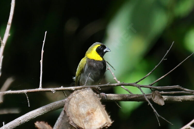 Cuban Grassquit