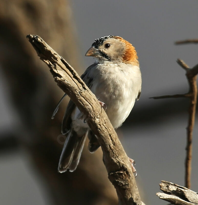 Speckle-fronted Weaver