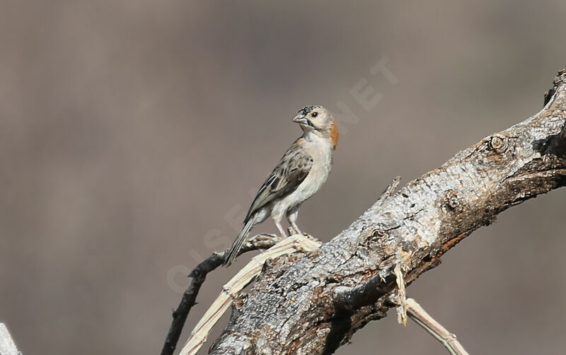 Speckle-fronted Weaver