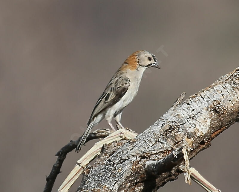 Speckle-fronted Weaver