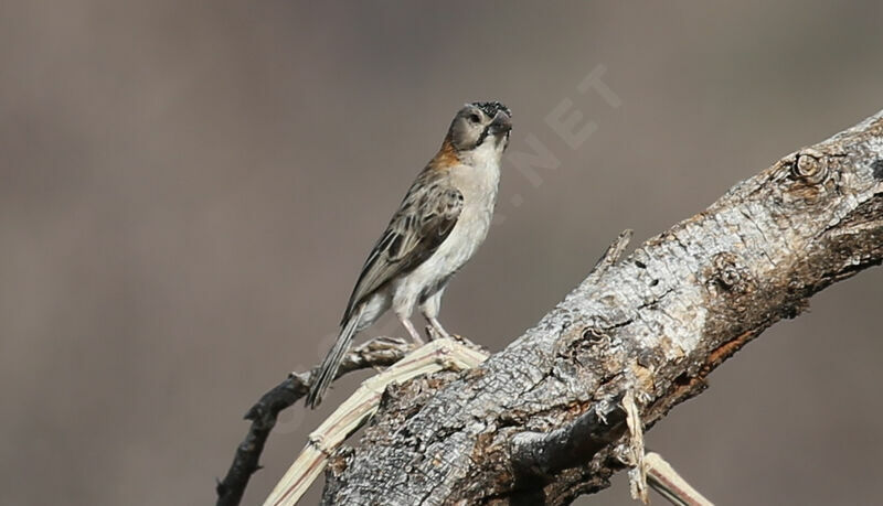 Speckle-fronted Weaver