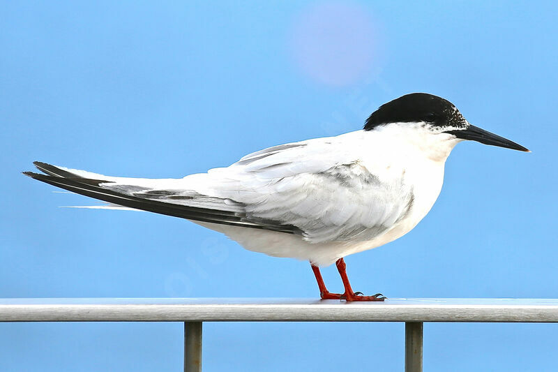 Roseate Tern