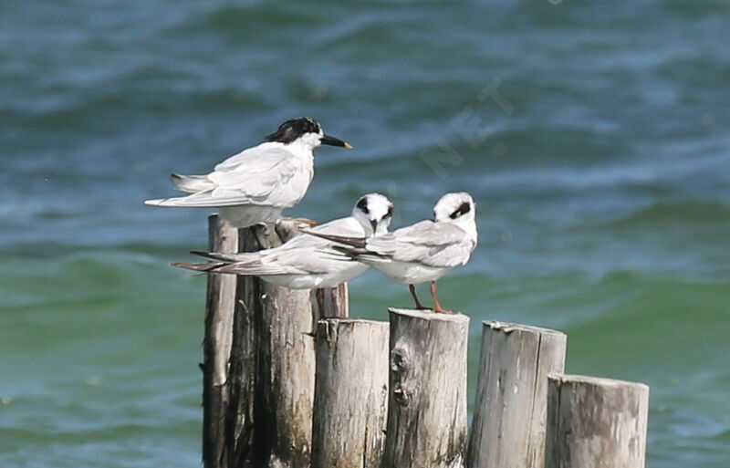 Forster's Ternjuvenile