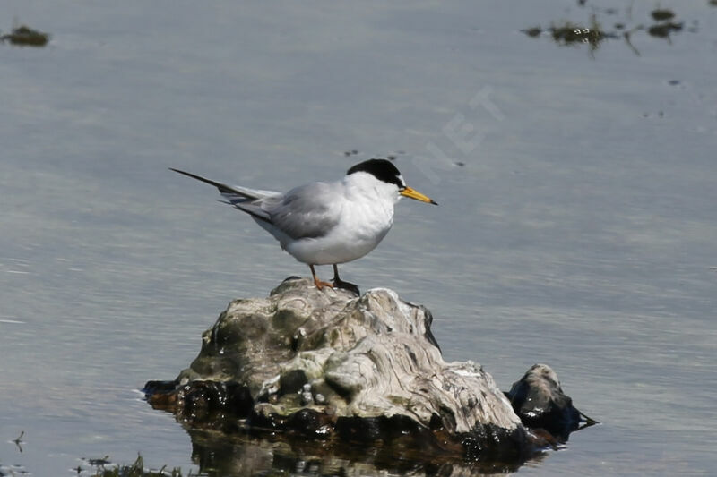 Little Tern