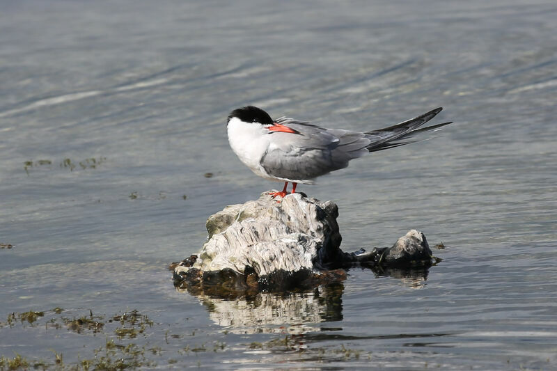 Common Tern