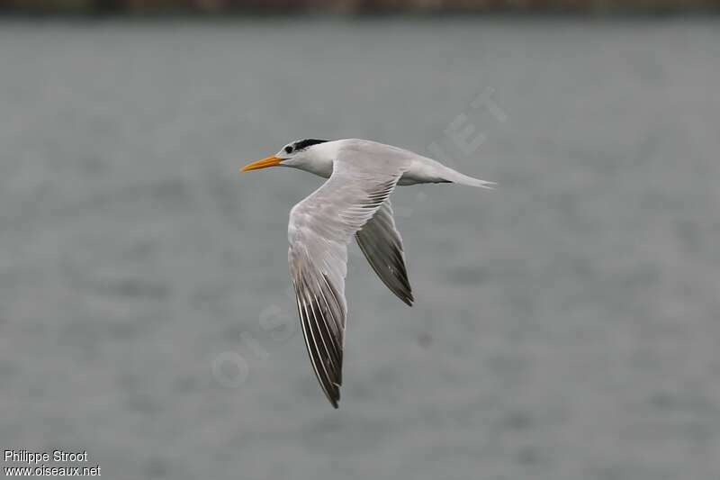 Lesser Crested TernSecond year, moulting, pigmentation, Flight