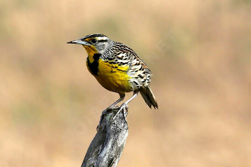 Eastern Meadowlark